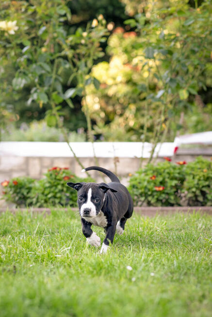Wolne szczenięta rasy American Staffordshire Terrier w hodow