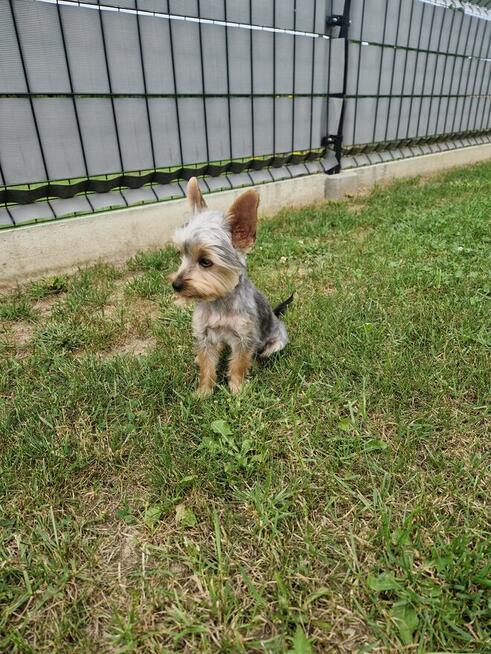 Yorkshire Terrier!!! PIESEK 1,1 kg