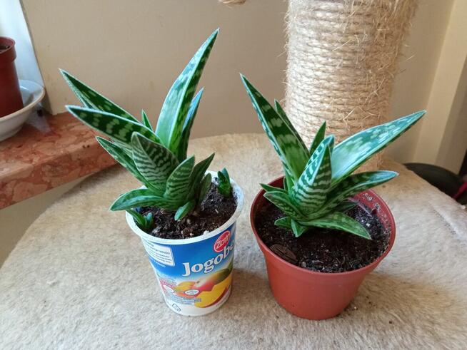 Sprzedam aloesy tygrysie i nie tylko...