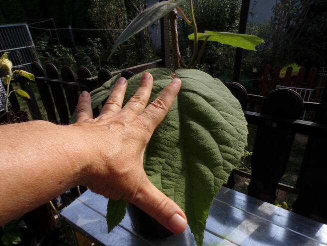 Kiwi - duże owoce, mocna sadzonka na balkon lub pergolę