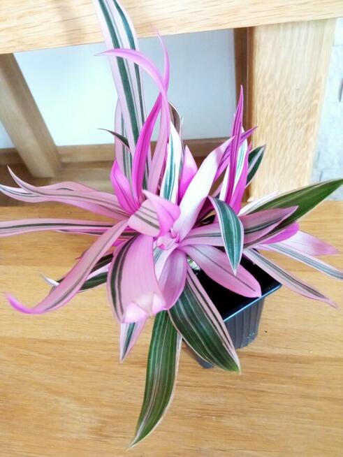 Piękny duży fiołek obficie kwitnący i ...