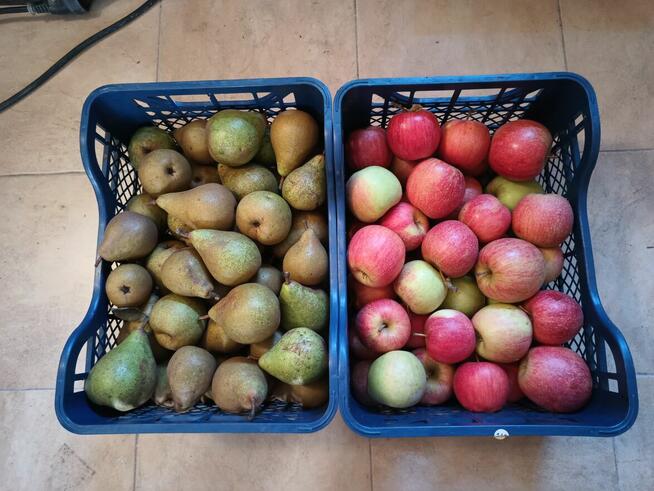 Gruszki klapsa cena 1,50 zł.Jabłka champion cena 1,50 zł