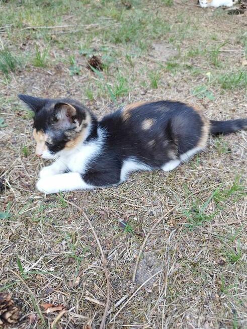 Młoda Fifi szuka nowego domu