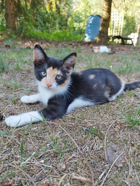 Młoda Fifi szuka nowego domu