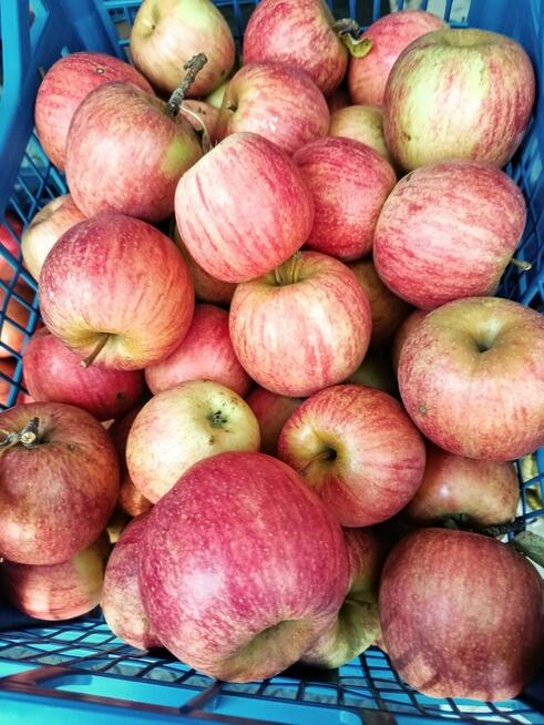 Gruszki klapsa cena 1,50 zł.Jabłka champion cena 1,50 zł