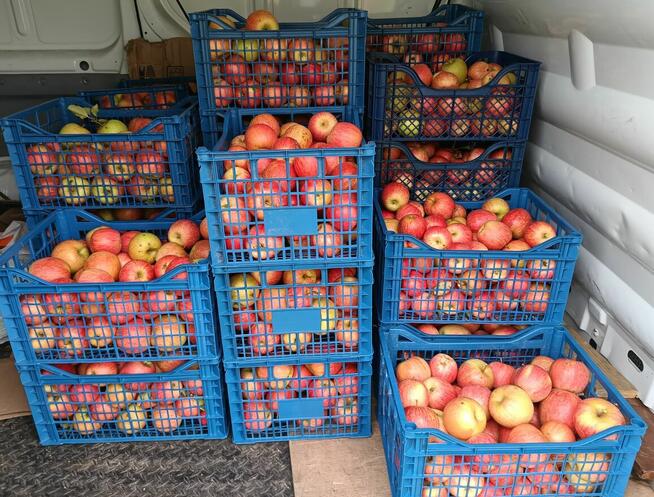 Gruszki klapsa cena 1,50 zł.Jabłka champion cena 1,50 zł