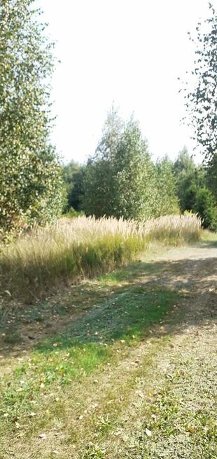 Działka rekreacyjna nad jeziorem (963 m2, prąd, woda) Chodecz