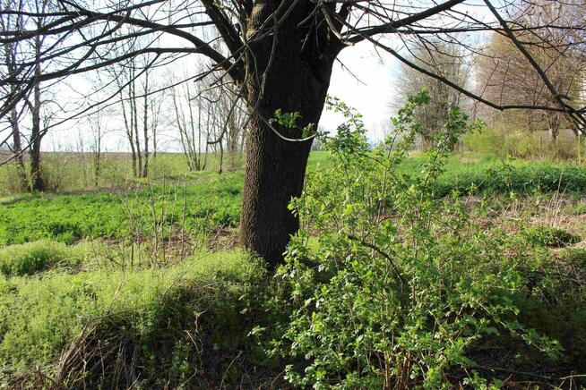 Atrakcyjna dz. budowlana przy asfalcie z dostępem do mediów