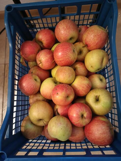 Gruszki klapsa cena 1,50 zł.Jabłka champion cena 1,50 zł