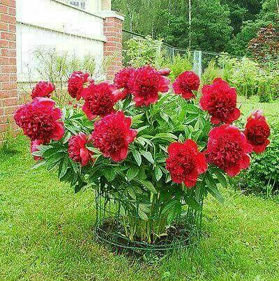 podpora metalowa dla piwonii i hortensji