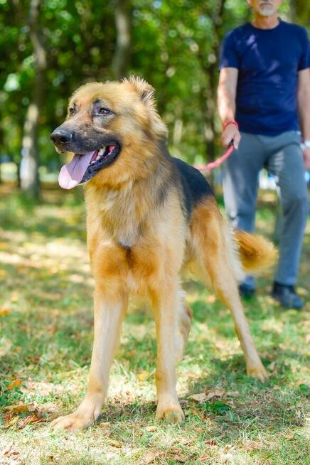 Cywil-pies w typie owczarka niemieckiego do adopcji