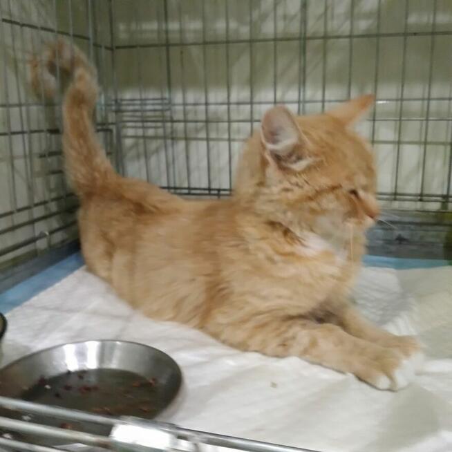 Pilne!! DS lub DT dla pieknej młodej rudej kotki Fond.Felis