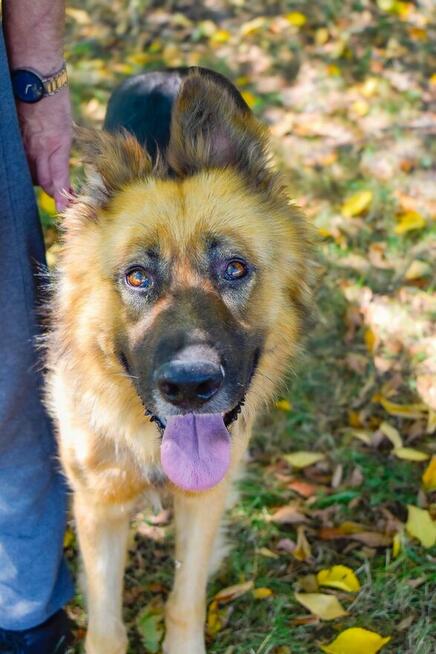 Cywil-pies w typie owczarka niemieckiego do adopcji