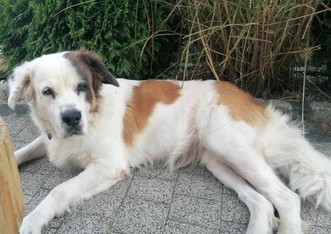 PUMPA to miła duża, rodzinna sunia