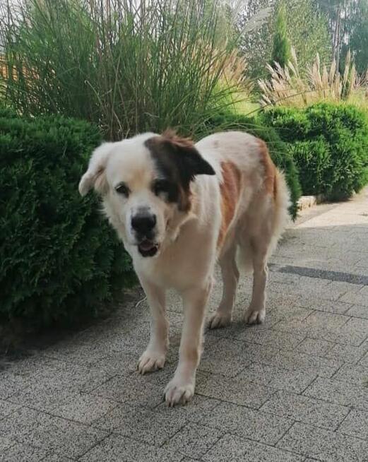 PUMPA to miła duża, rodzinna sunia