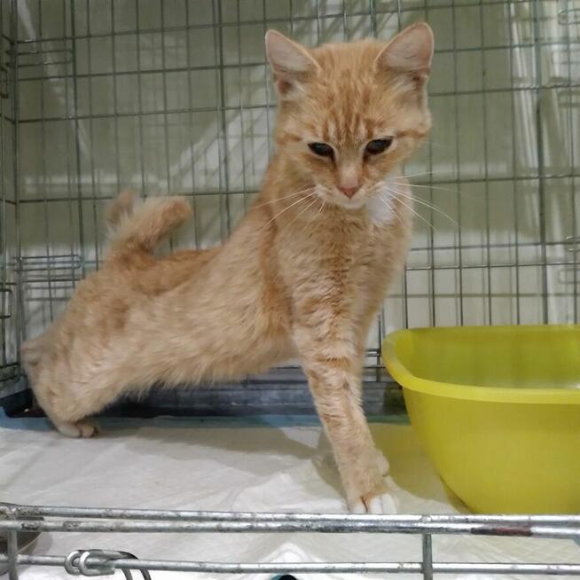 Pilne!! DS lub DT dla pieknej młodej rudej kotki Fond.Felis