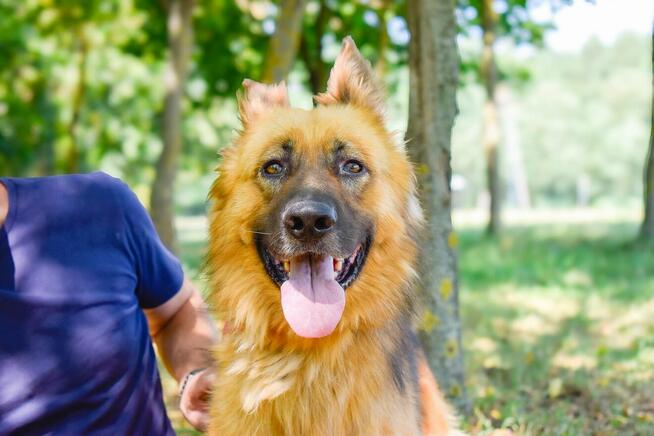 Cywil-pies w typie owczarka niemieckiego do adopcji