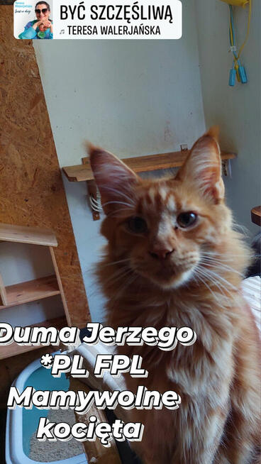 MCO KOCIĘTA FPL DUŻE, MOCNE