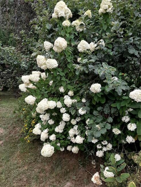 Zamienię działkę na mieszkanie w Warszawie