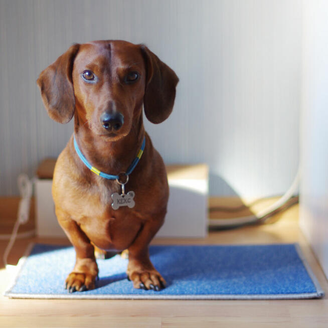 Dywanik grzewczy na podczerwień TRIO