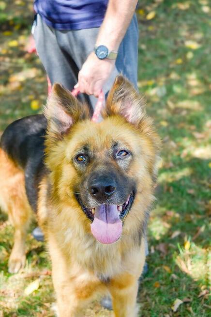 Cywil-pies w typie owczarka niemieckiego do adopcji