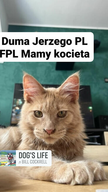 MCO KOCIĘTA FPL DUŻE, MOCNE