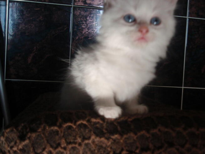 Ragdoll Rumia