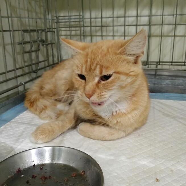 Pilne!! DS lub DT dla pieknej młodej rudej kotki Fond.Felis