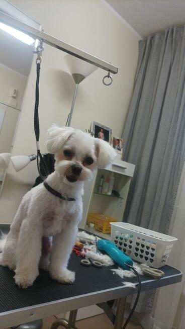 Strzyżenie psów Kościerzyna ul Kartuska 21