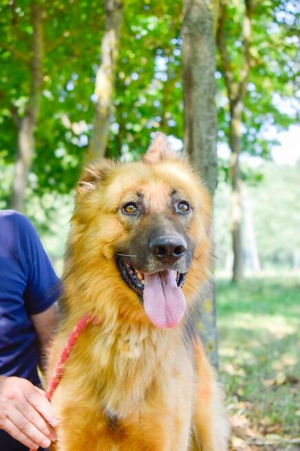 Cywil-pies w typie owczarka niemieckiego do adopcji