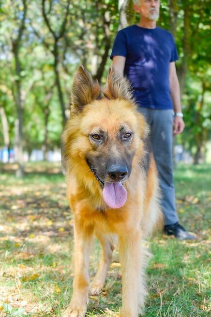 Cywil-pies w typie owczarka niemieckiego do adopcji