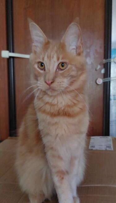 MCO KOCIĘTA FPL DUŻE, MOCNE