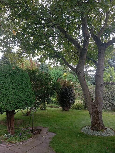 Sprzedam działkę ROD