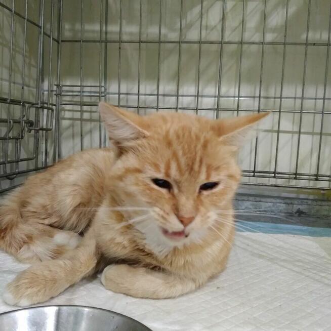 Pilne!! DS lub DT dla pieknej młodej rudej kotki Fond.Felis