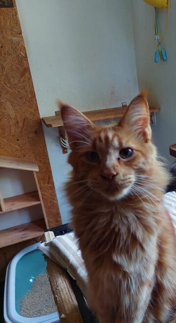 MCO KOCIĘTA FPL DUŻE, MOCNE