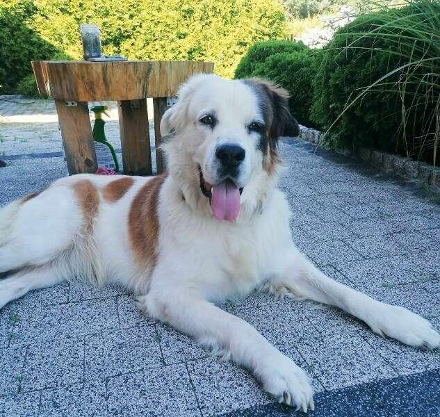 PUMPA to miła duża, rodzinna sunia