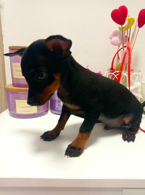 Pinczer miniaturowy, Ratlerek