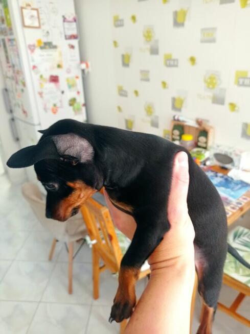 Pinczer miniaturowy, Ratlerek