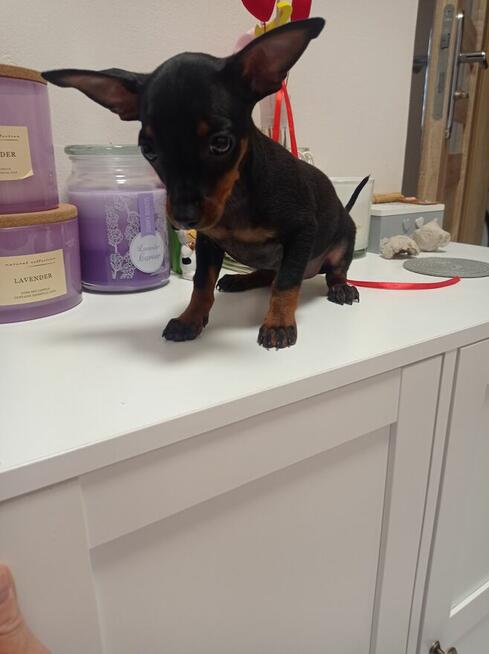 Pinczer miniaturowy, Ratlerek