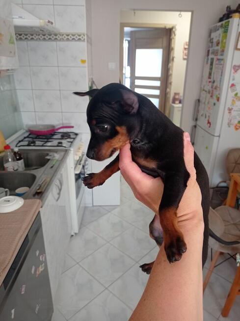 Pinczer miniaturowy, Ratlerek