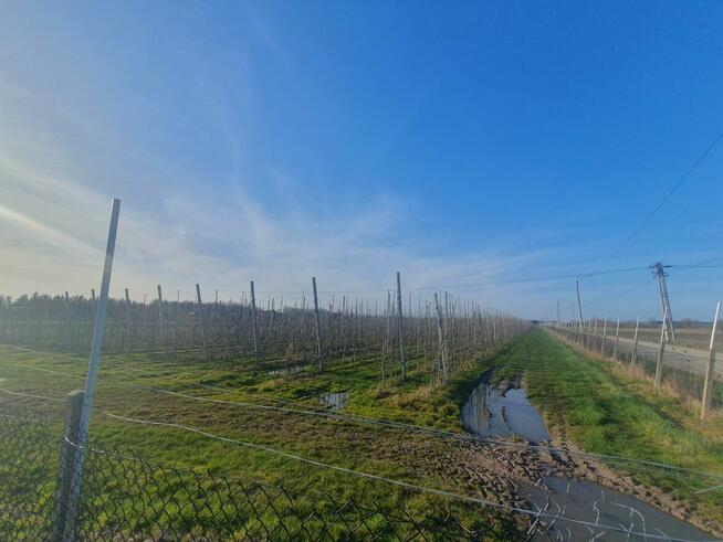 Działka budowlana Duchnów gm. Wiązowna, Spacerowa