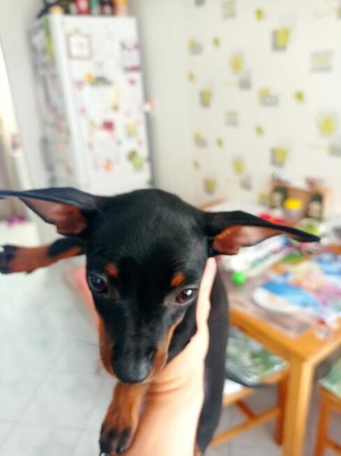 Pinczer miniaturowy, Ratlerek