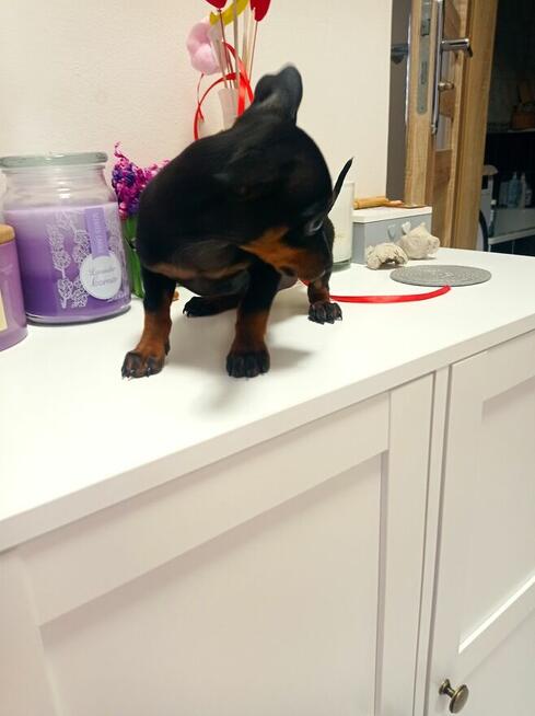 Pinczer miniaturowy, Ratlerek