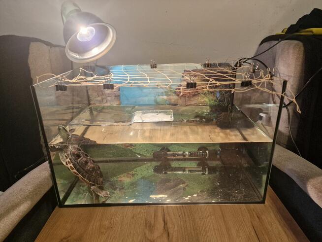 Żółw wodno lądowy