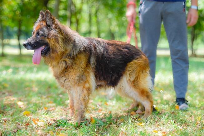 Draksi-suczka w typie owczarka niemieckiego do adopcji