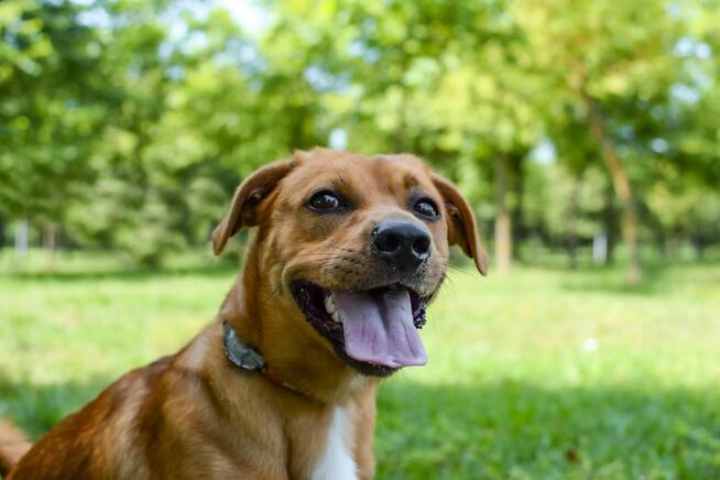 Marco-rudy niewielki psiak czeka na dom-adopcja