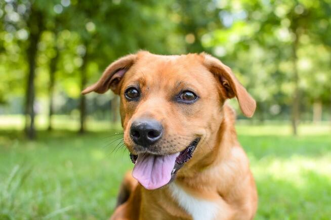 Marco-rudy niewielki psiak czeka na dom-adopcja