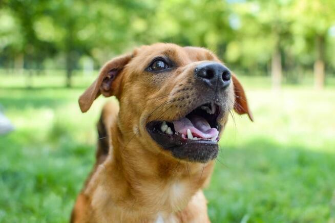 Marco-rudy niewielki psiak czeka na dom-adopcja