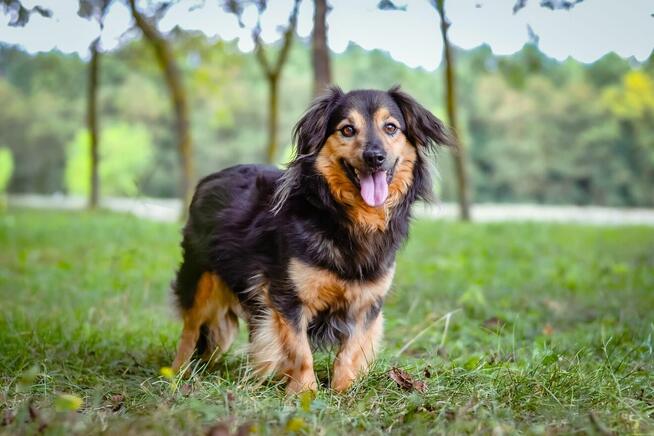 Fresco czeka na cierpliwy i wyrozumiały dom