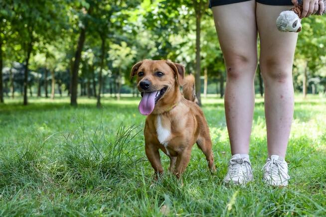 Marco-rudy niewielki psiak czeka na dom-adopcja